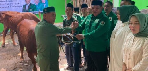 Momen Idul Adha 1444 H, PPP Cilegon Bagikan 535 Hewan Kurban Untuk Masyarakat