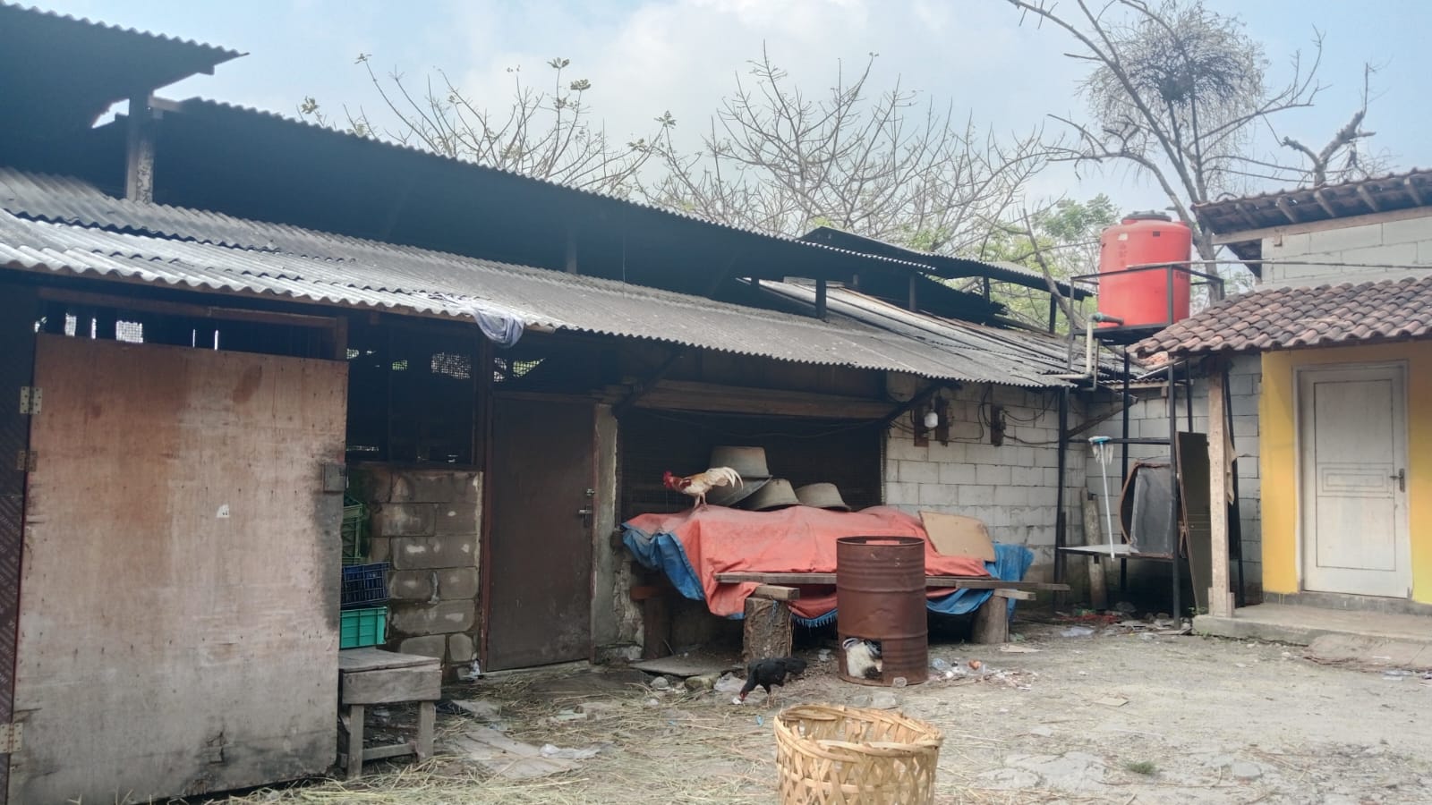 Pabrik Tahu dan Kandang Sapi di Cilegon Diduga Cemari Lingkungan, Warga Desak Penutupan